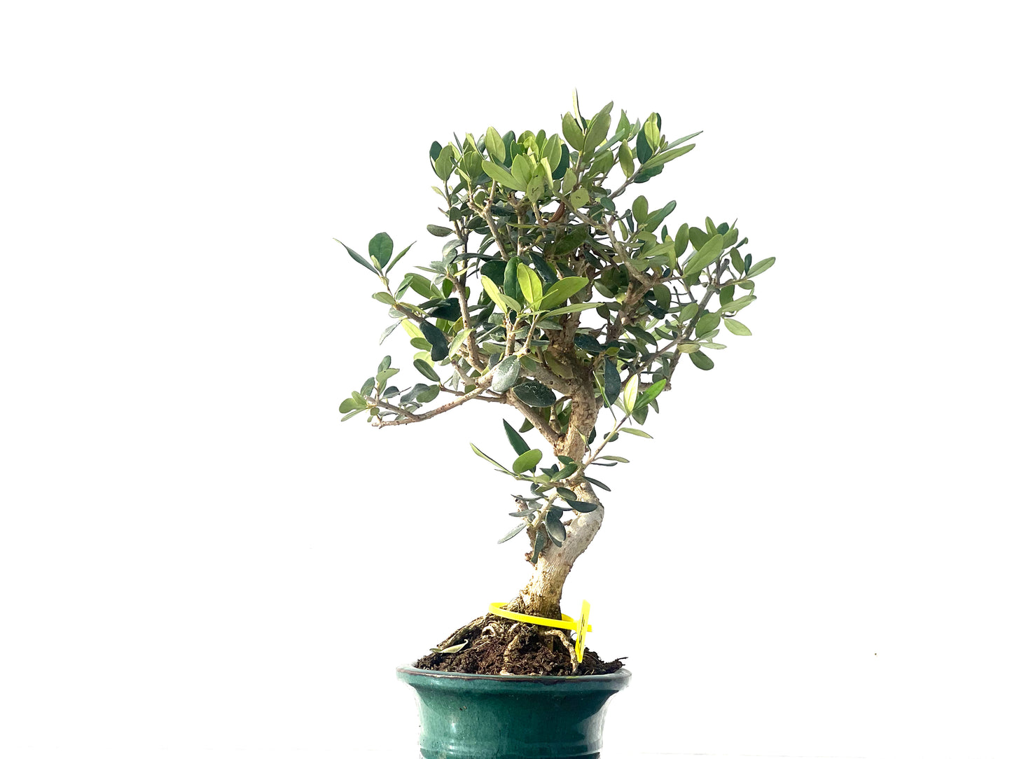 Olea Europaea Sylvestris 2078