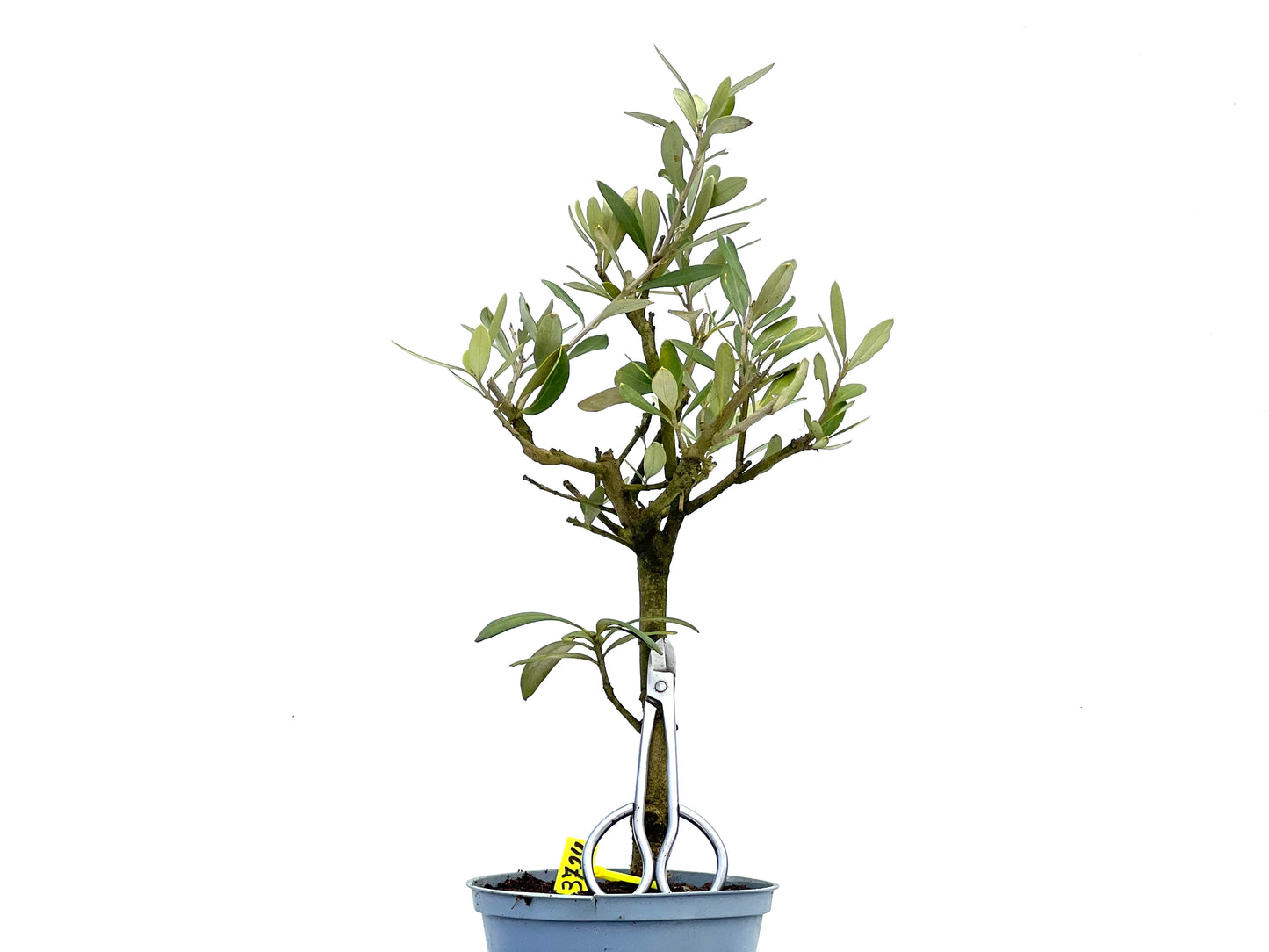 Olea Europaea 3724