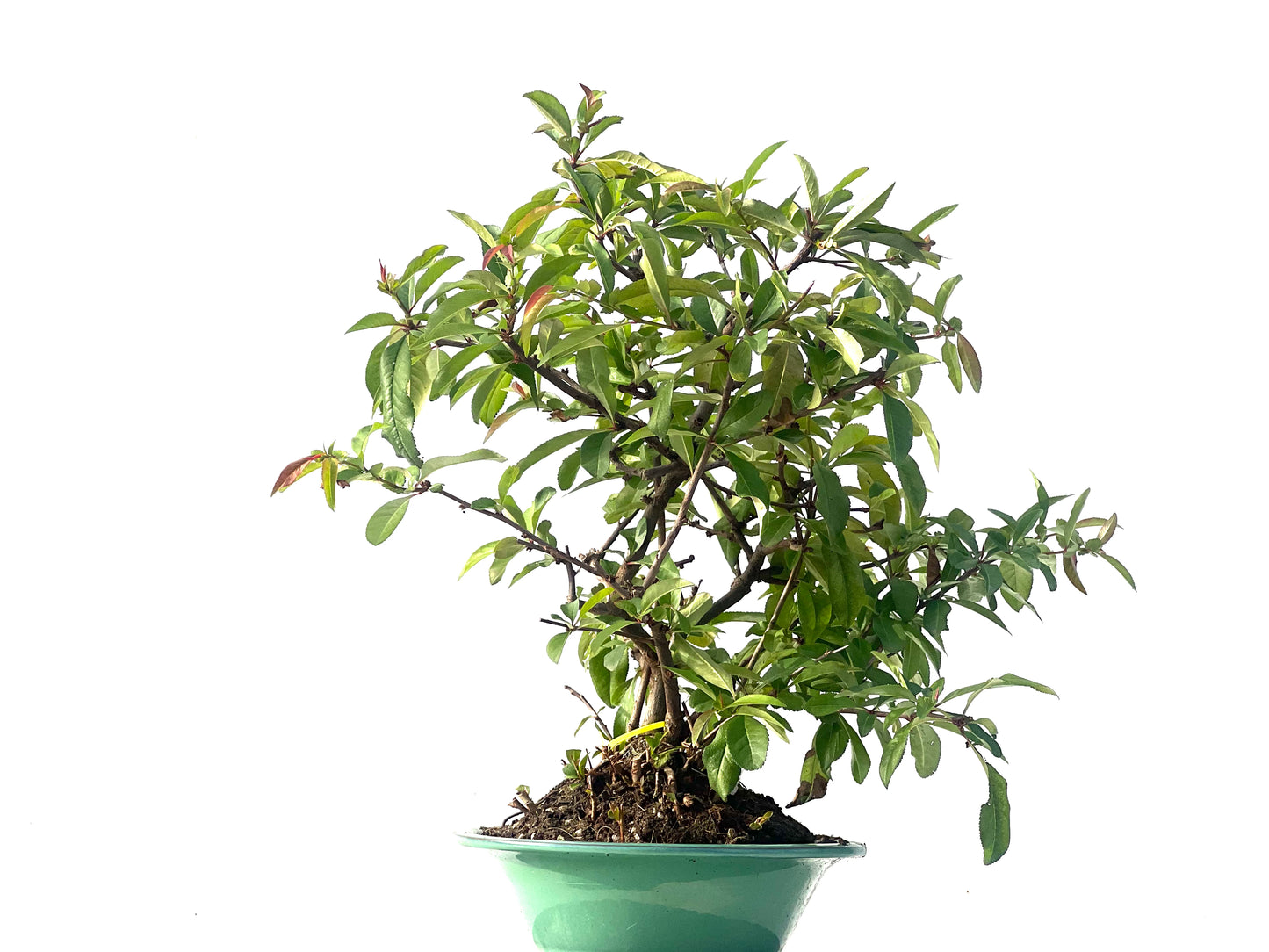 Chaenomeles Japonica 2121