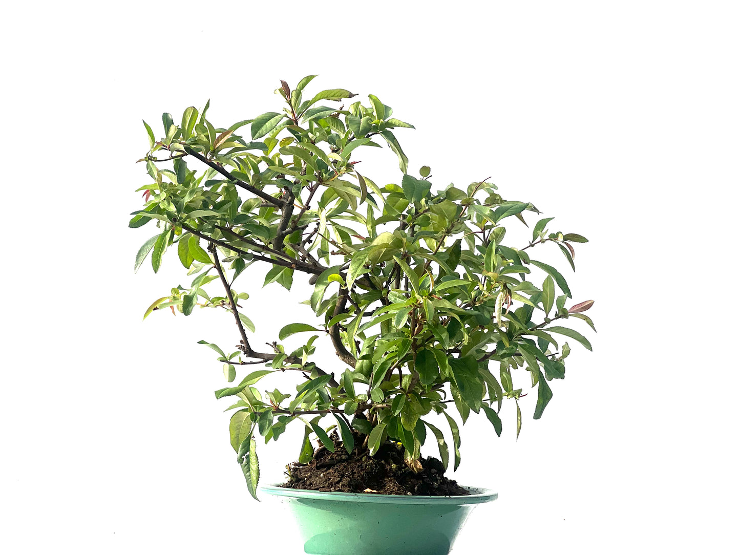 Chaenomeles Japonica 2121