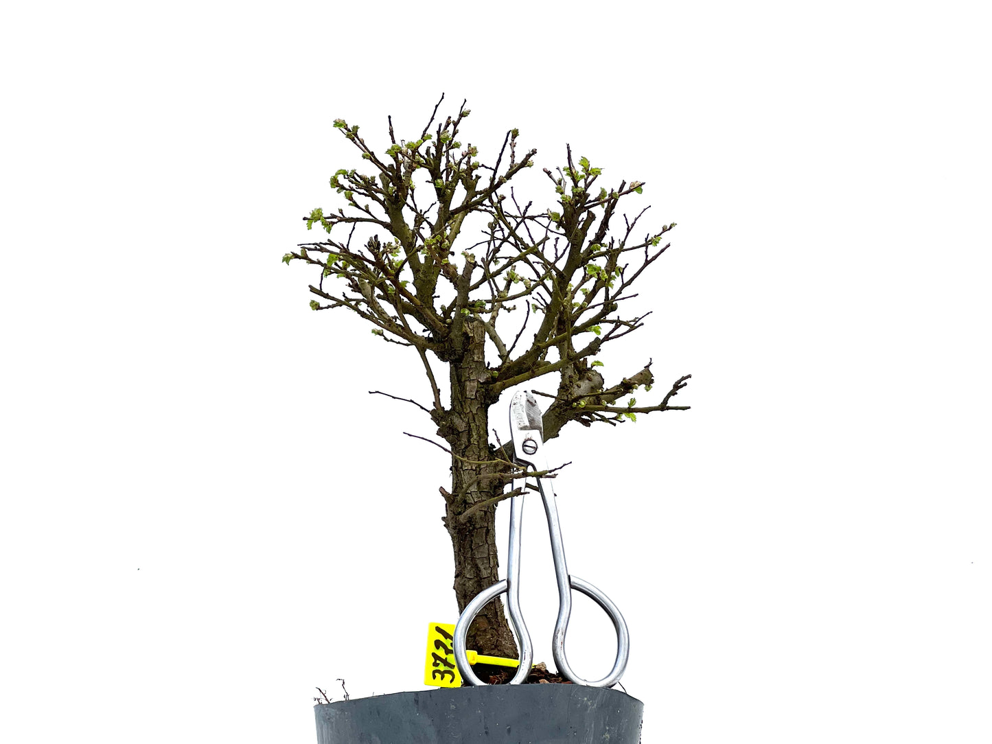 Olmo Nire Keyaki 3721