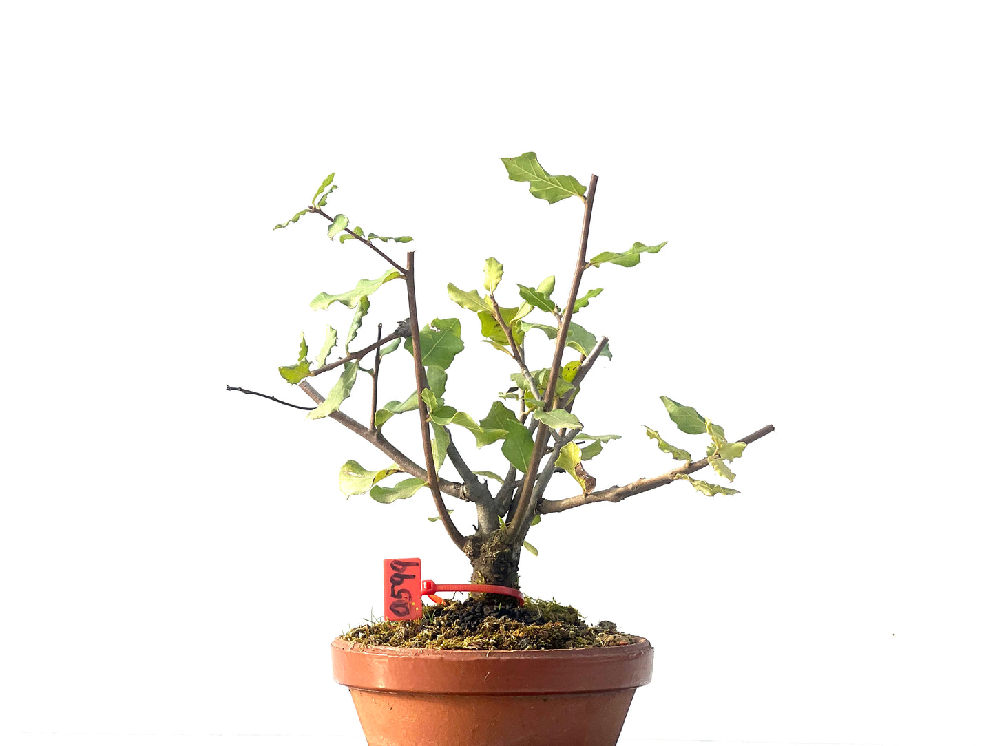 Quercus Suber 0599