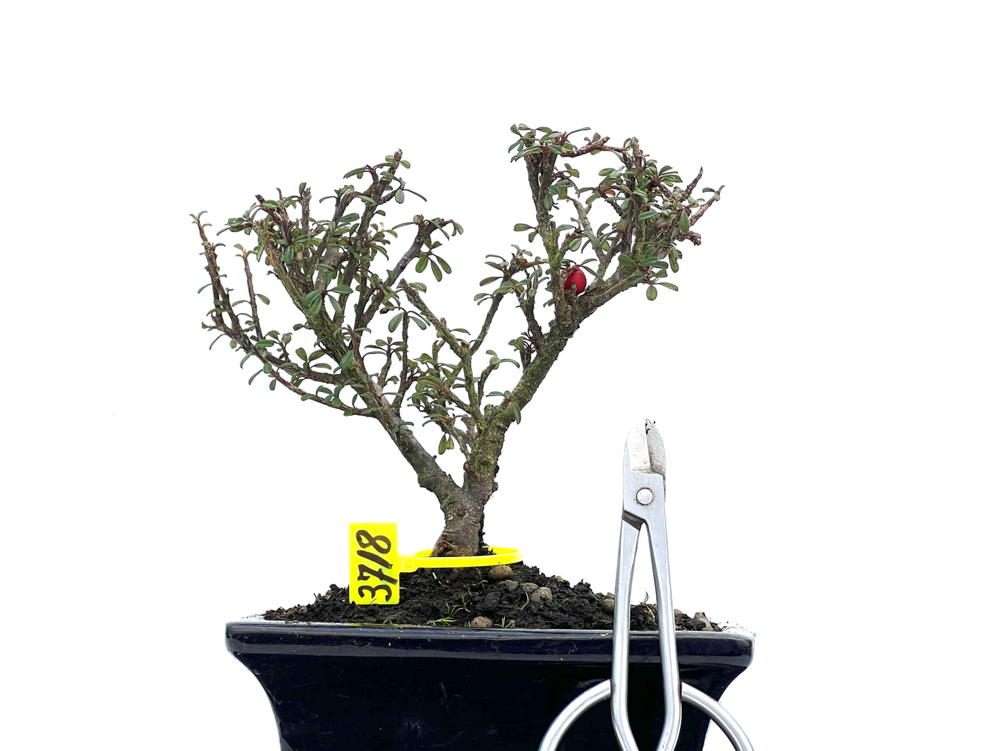Cotoneaster Microphyllus 3718