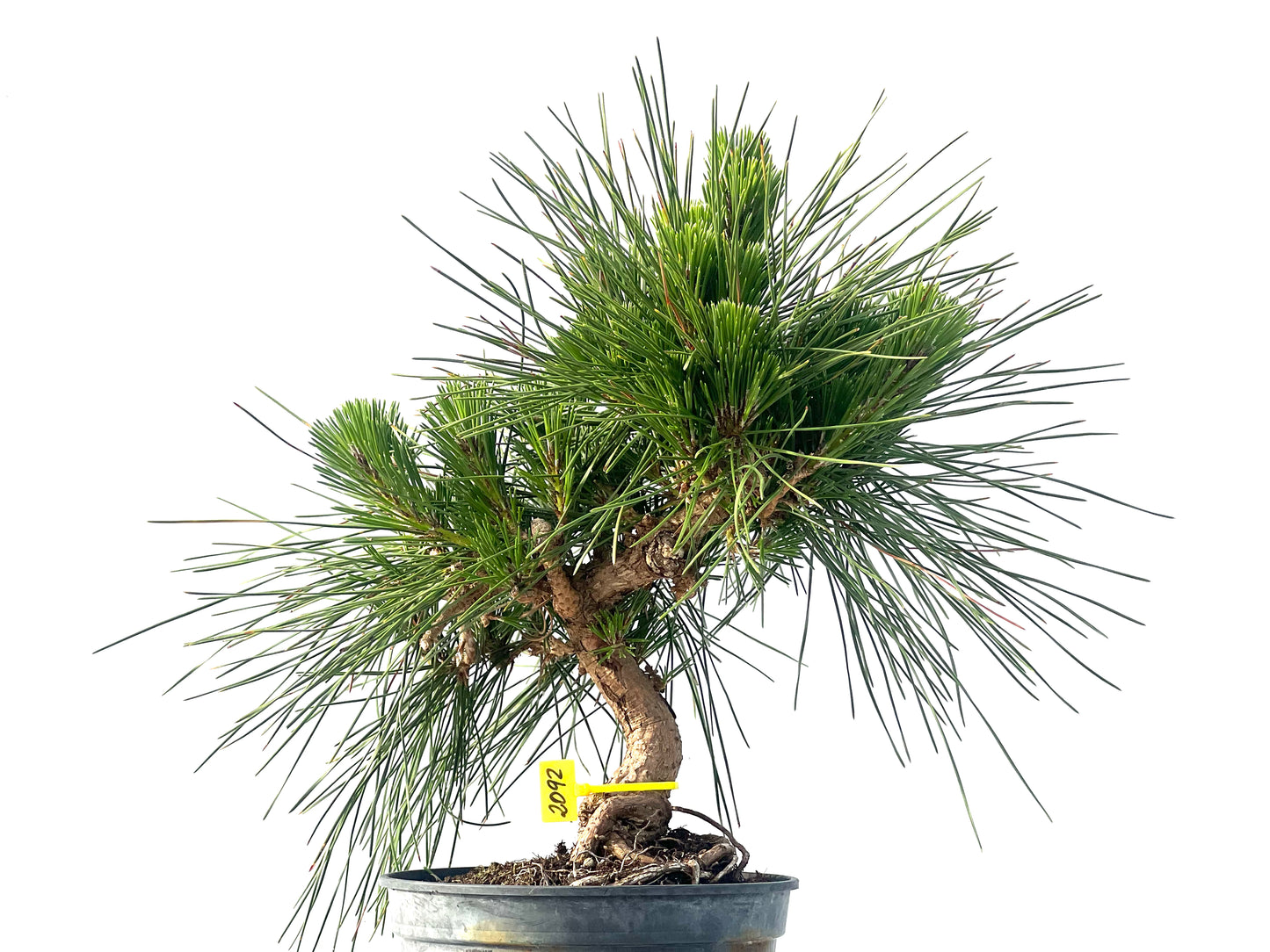 Pinus Thunbergii 2092