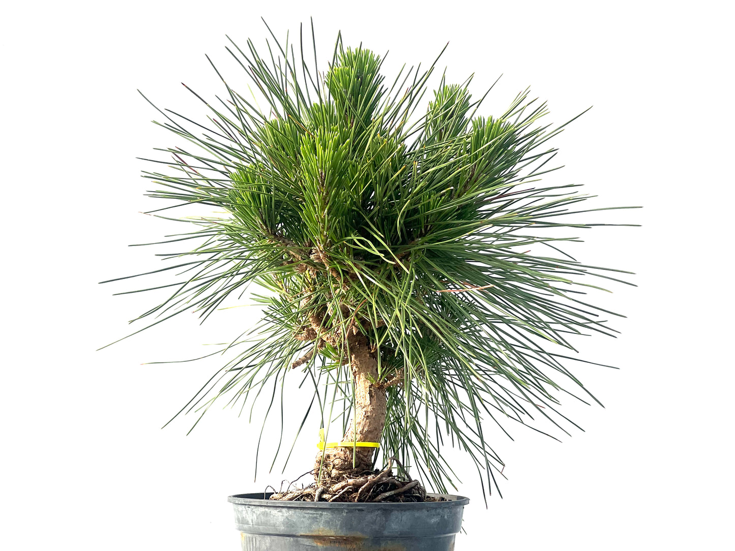 Pinus Thunbergii 2092
