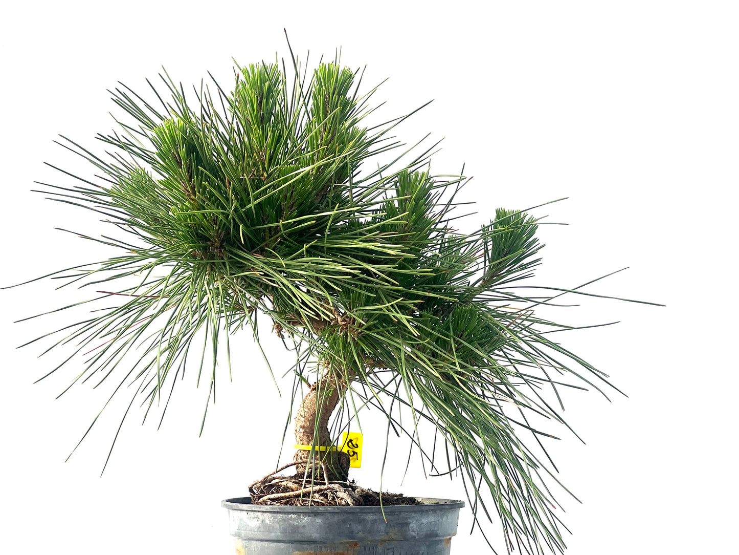 Pinus Thunbergii 2092