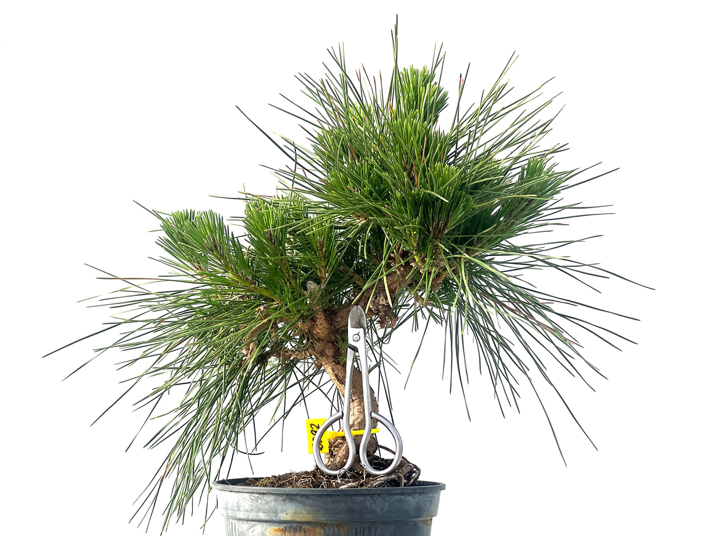 Pinus Thunbergii 2092