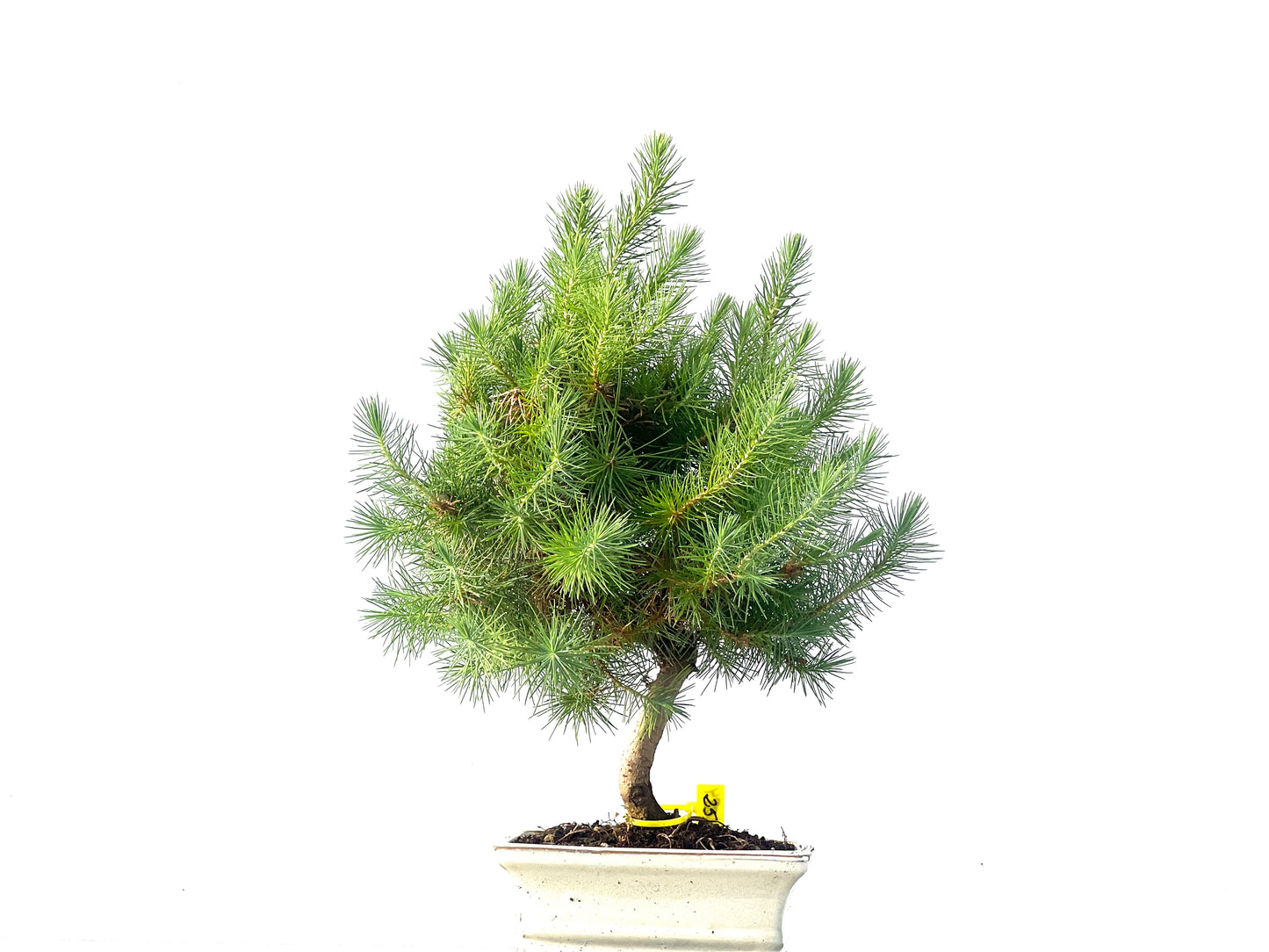 Pinus Halepensis 2084
