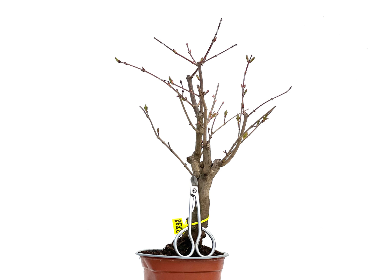 Acer Ginnala 3732
