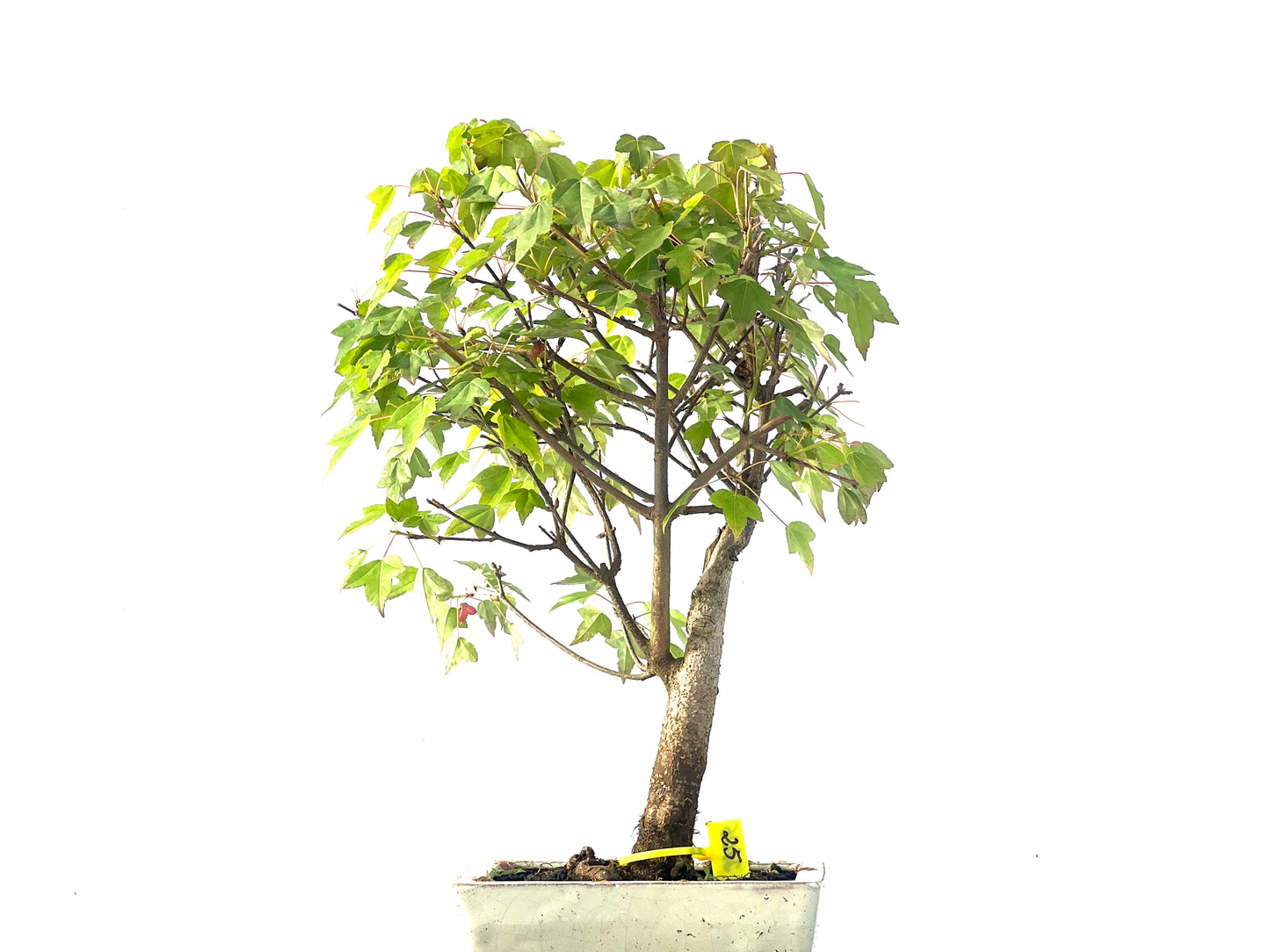 Arce Burgerianum 2105