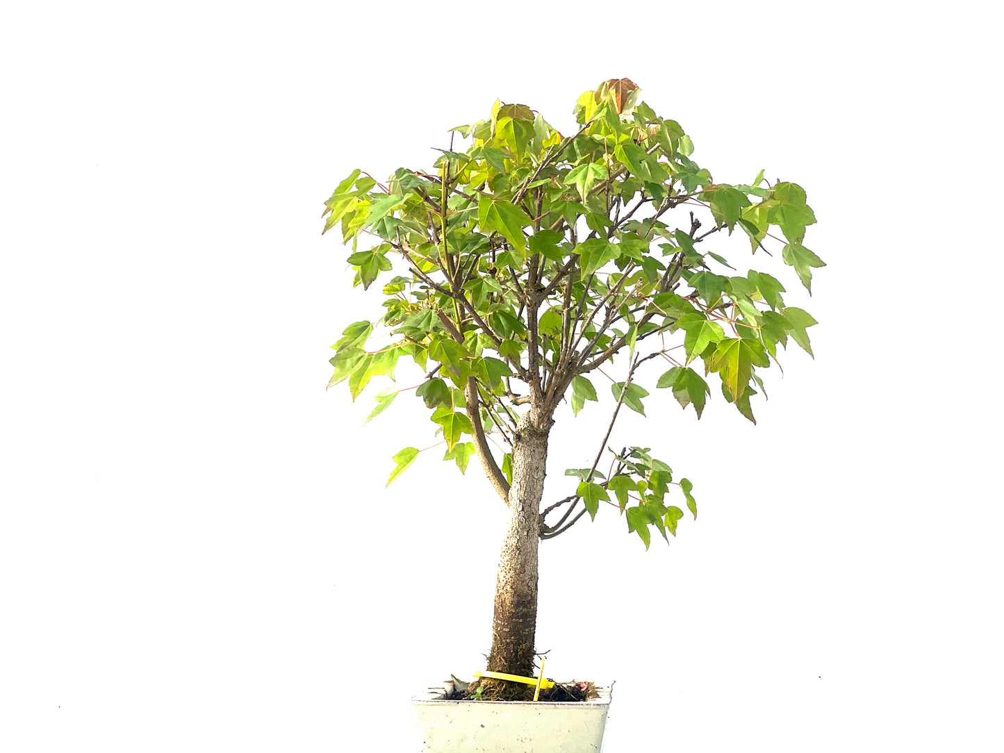 Arce Burgerianum 2105