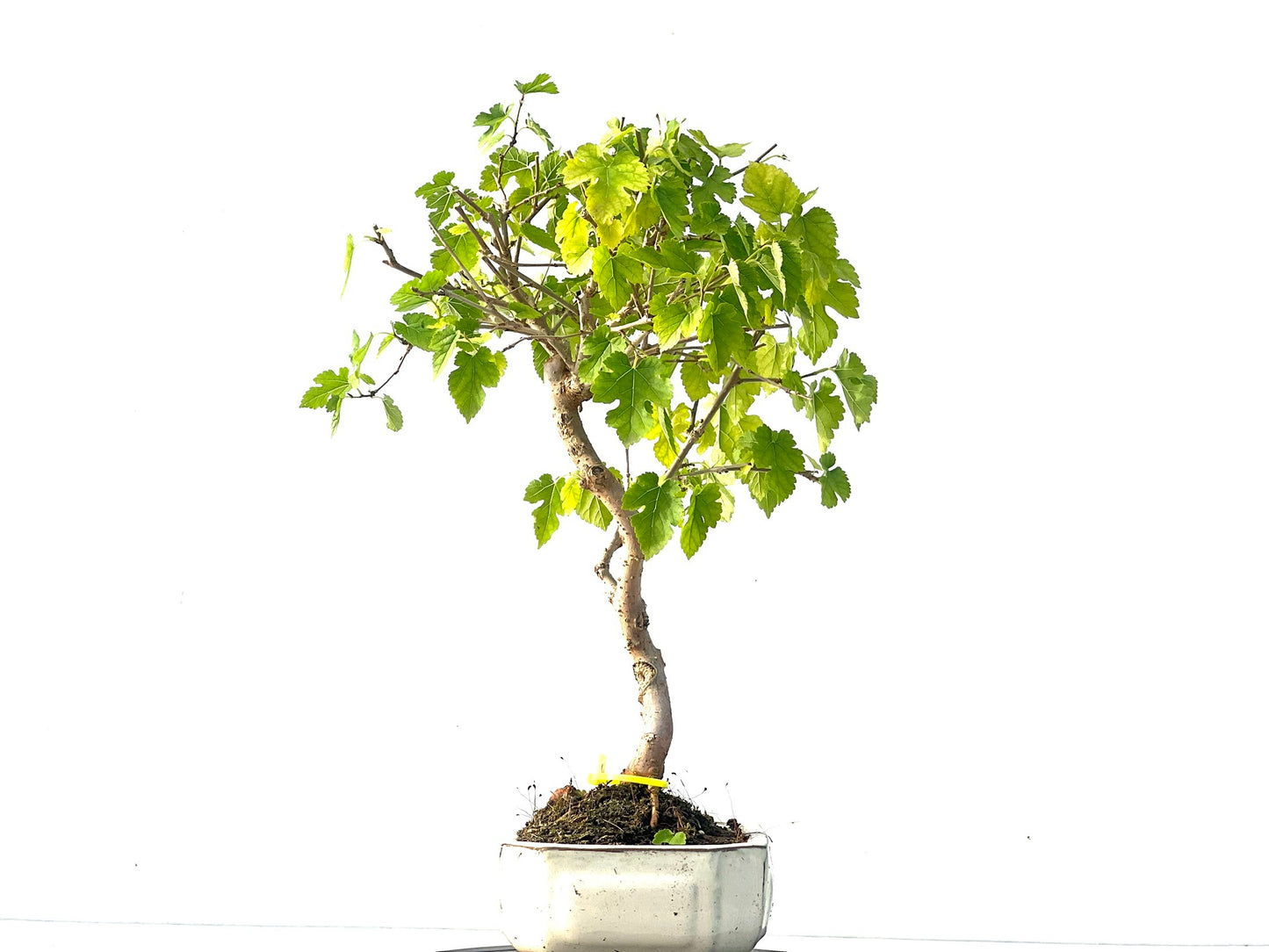 Morus Alba 2077