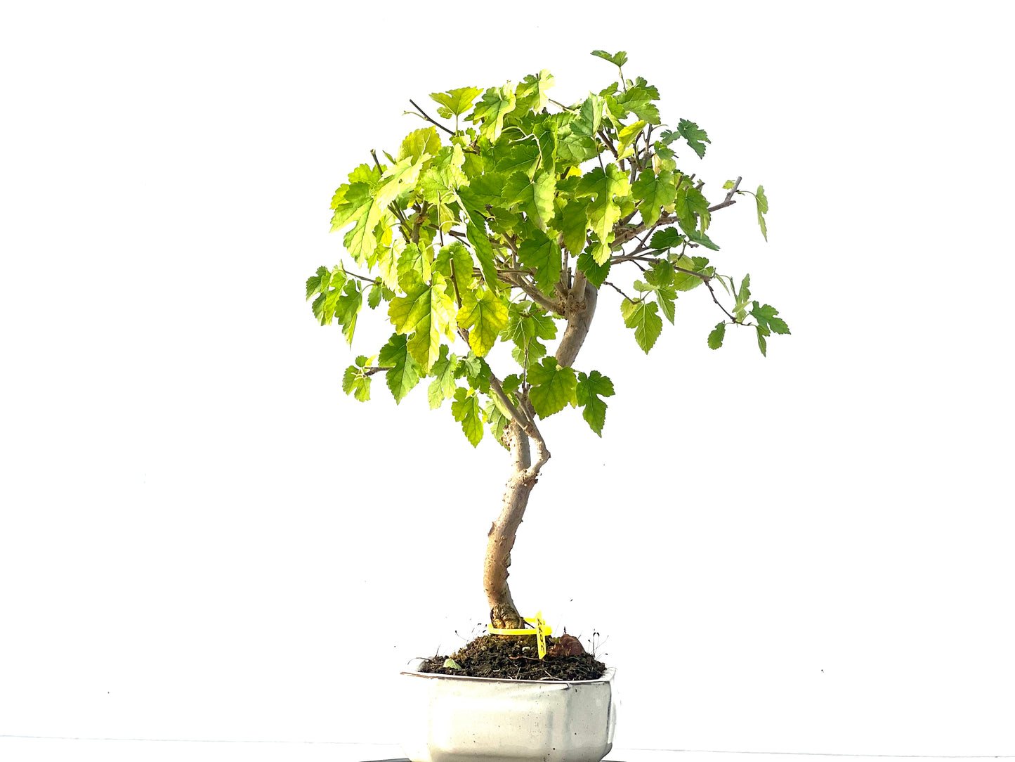 Morus Alba 2077