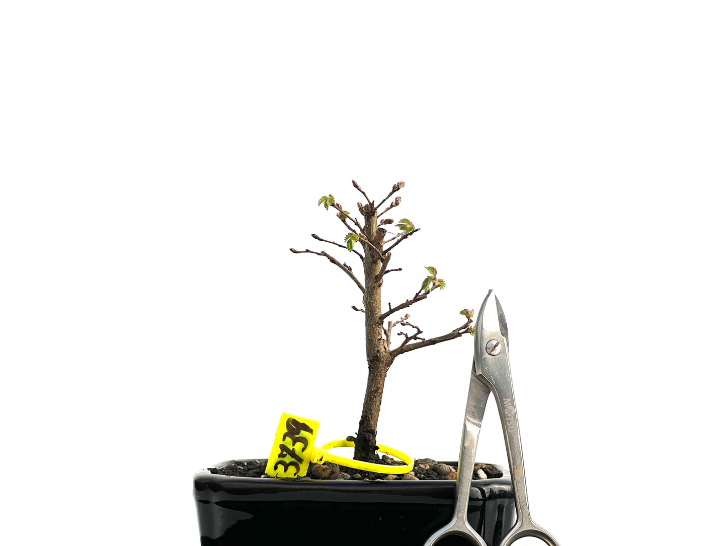 Ulmus Minor 3739