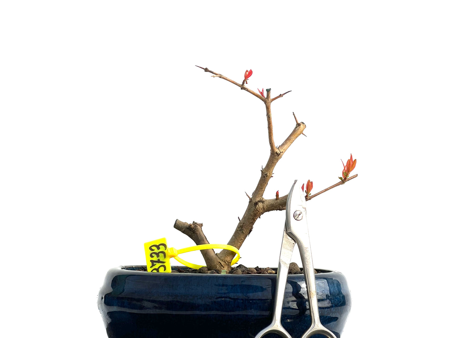 Punica Granatum Nejikan 3733