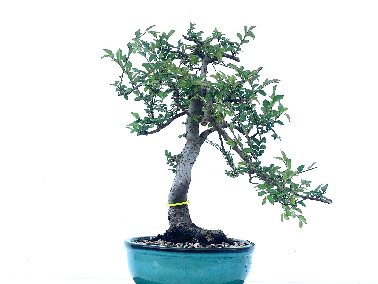 Ulmus Parvifolia 2102