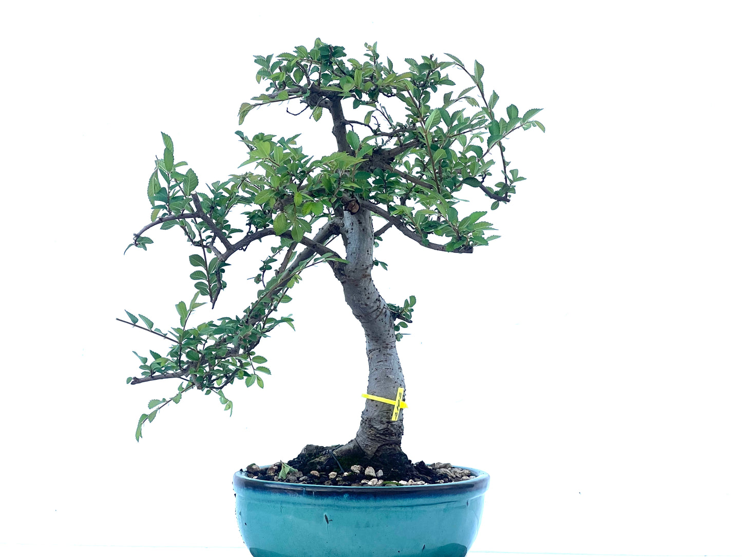 Ulmus Parvifolia 2102