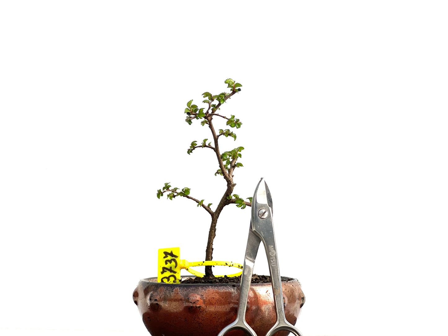 Ulmus Parvifolia 3737
