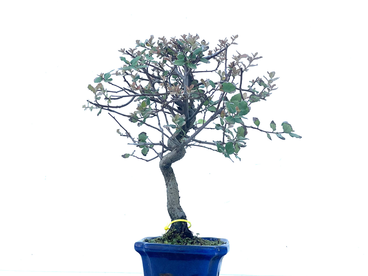 Quercus Suber 2103