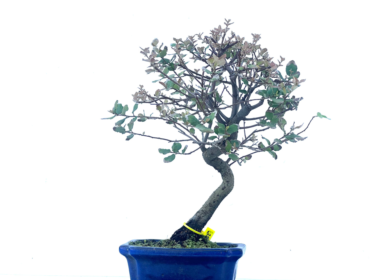 Quercus Suber 2103