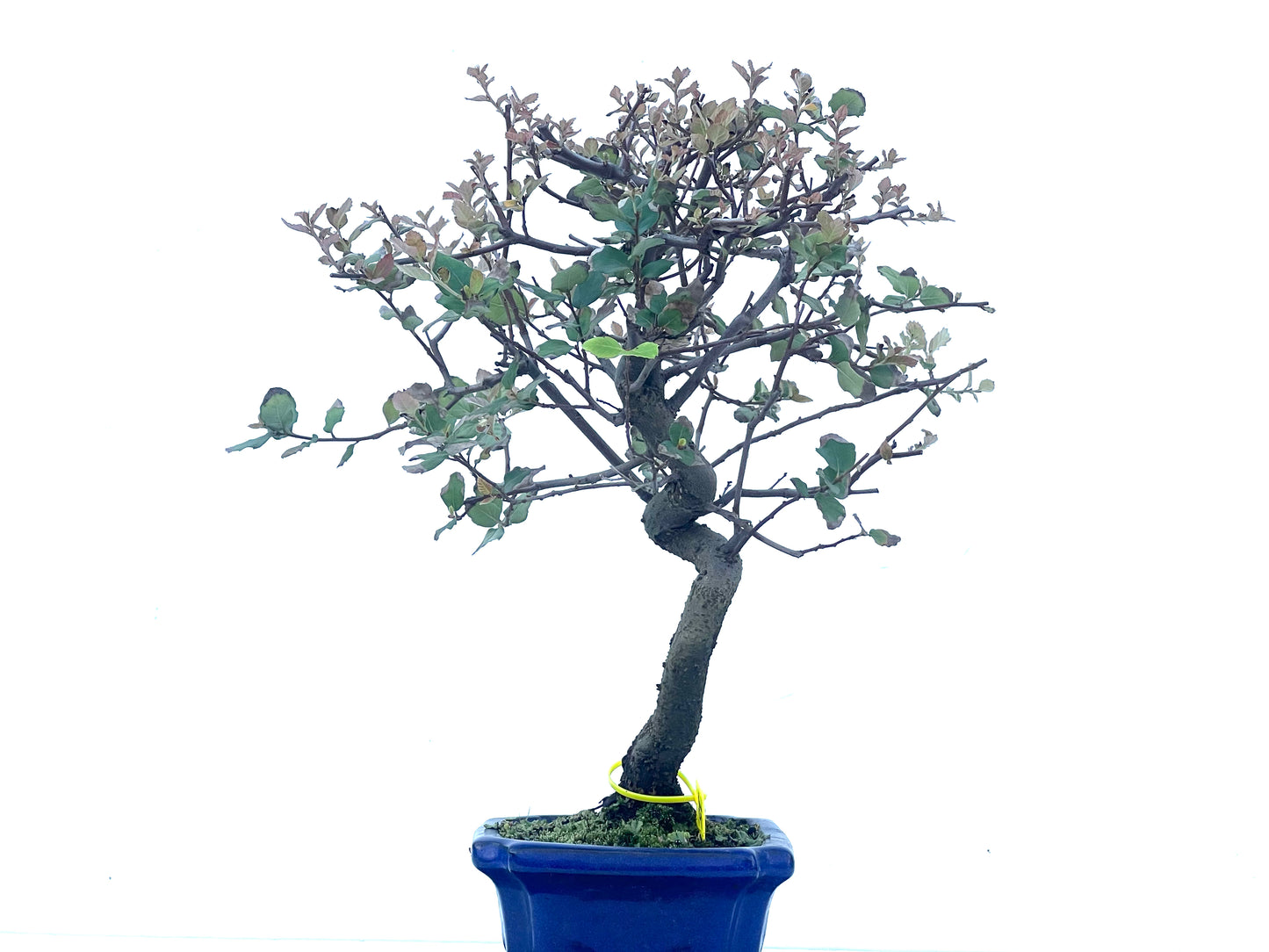 Quercus Suber 2103