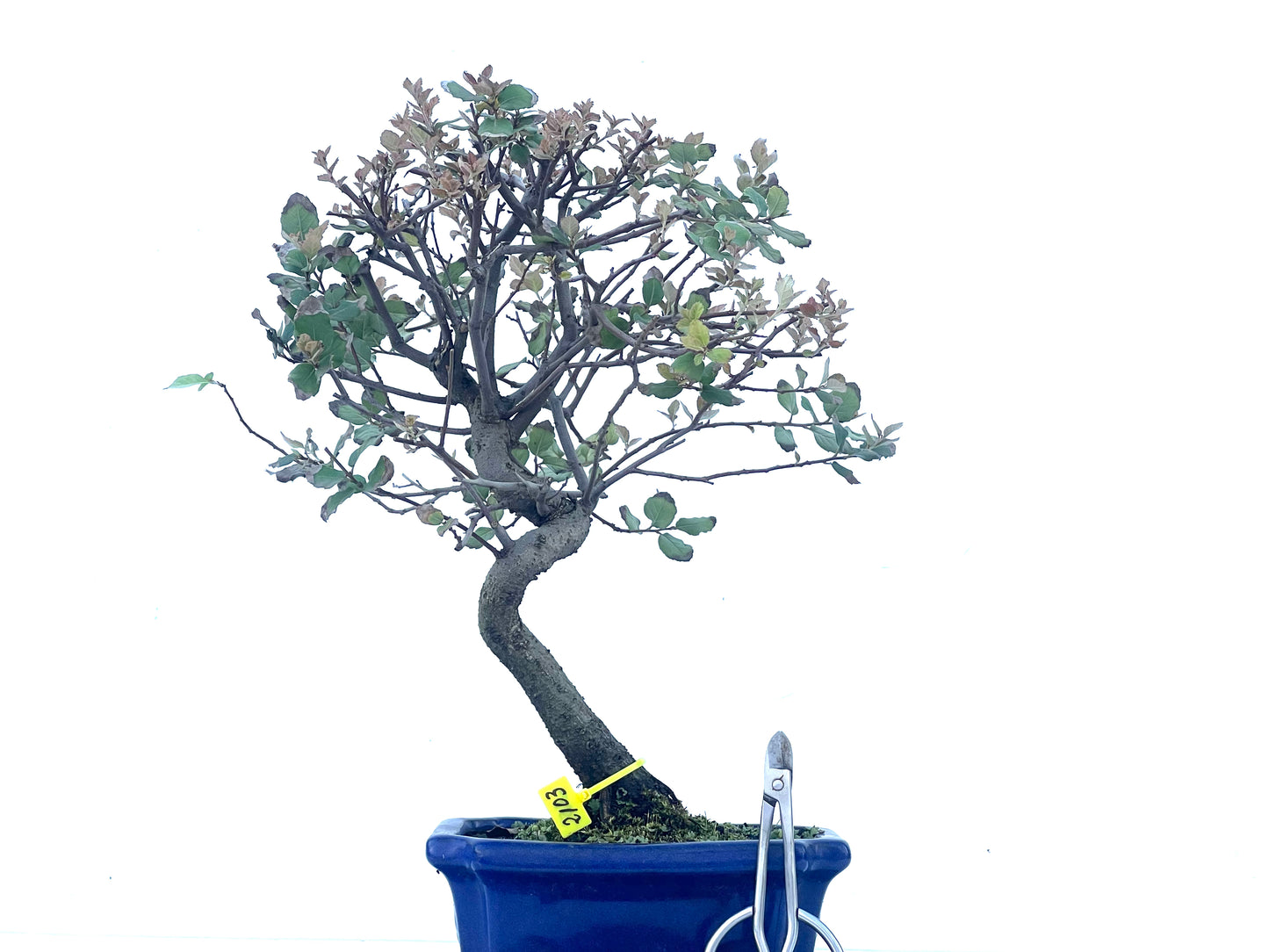 Quercus Suber 2103