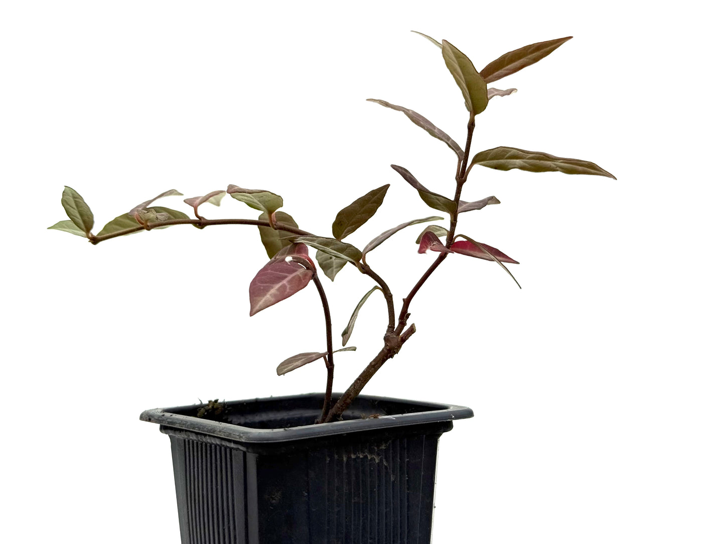 Trachelospermum Asiaticum