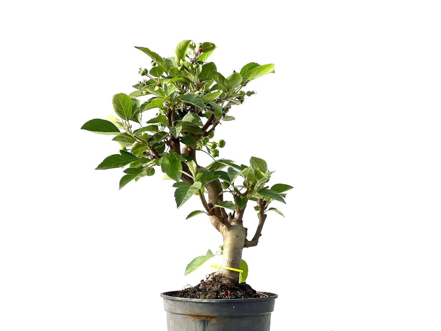 Malus 2128