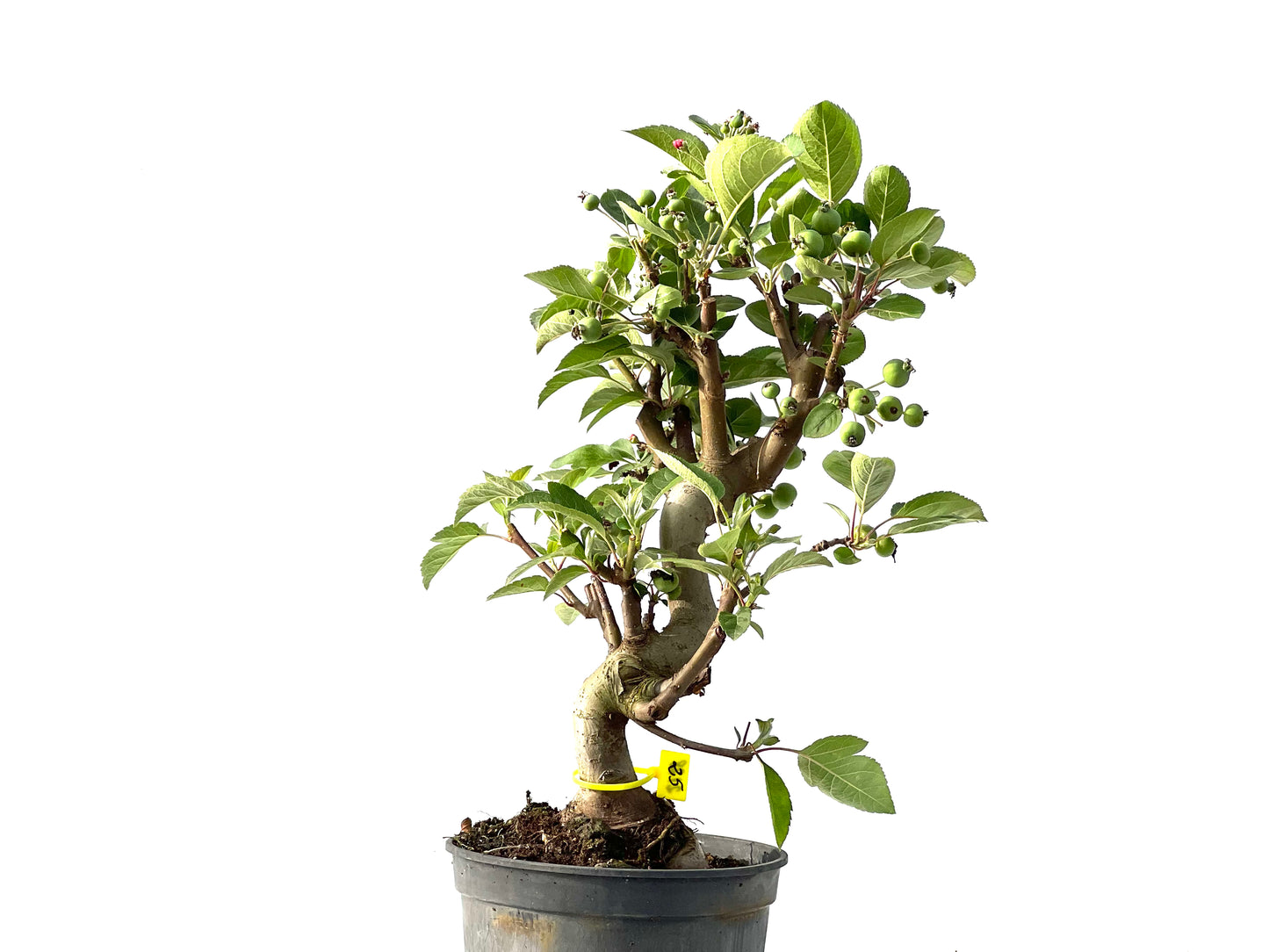 Malus 2128