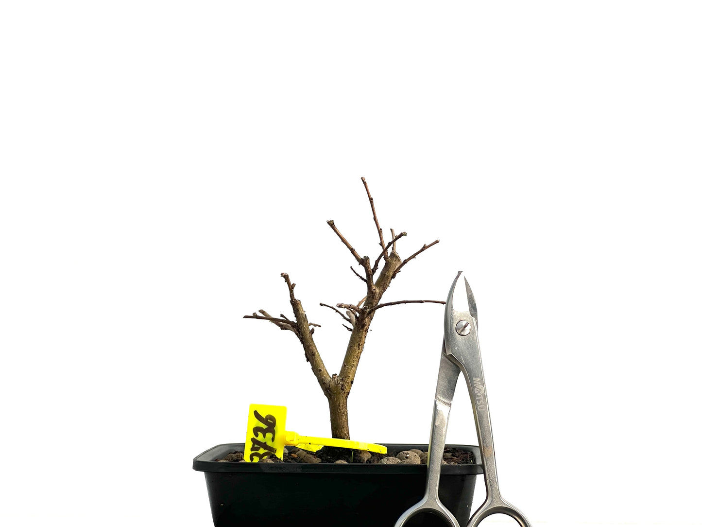 Ulmus Minor 3736