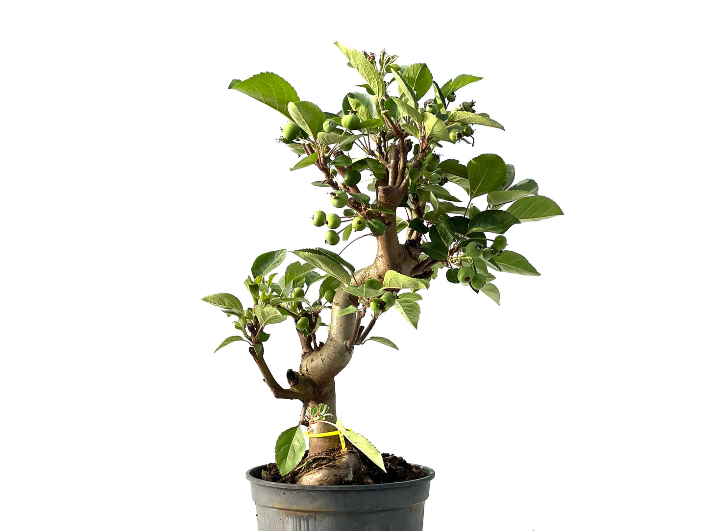 Malus 2128