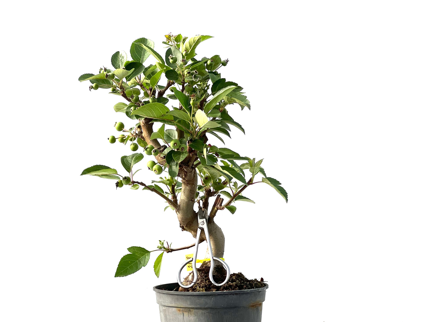 Malus 2128