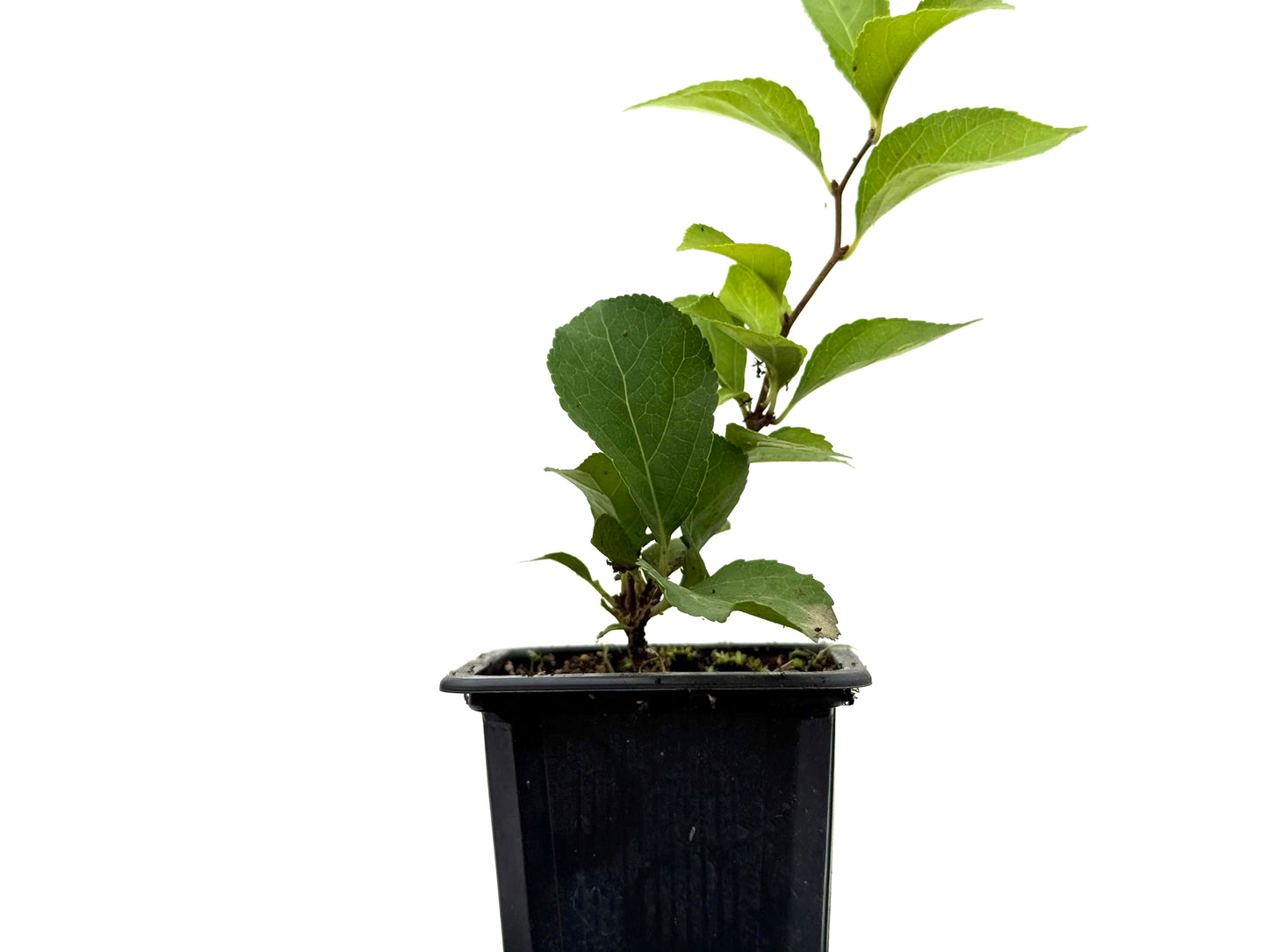 Celastrum Orbiculatus