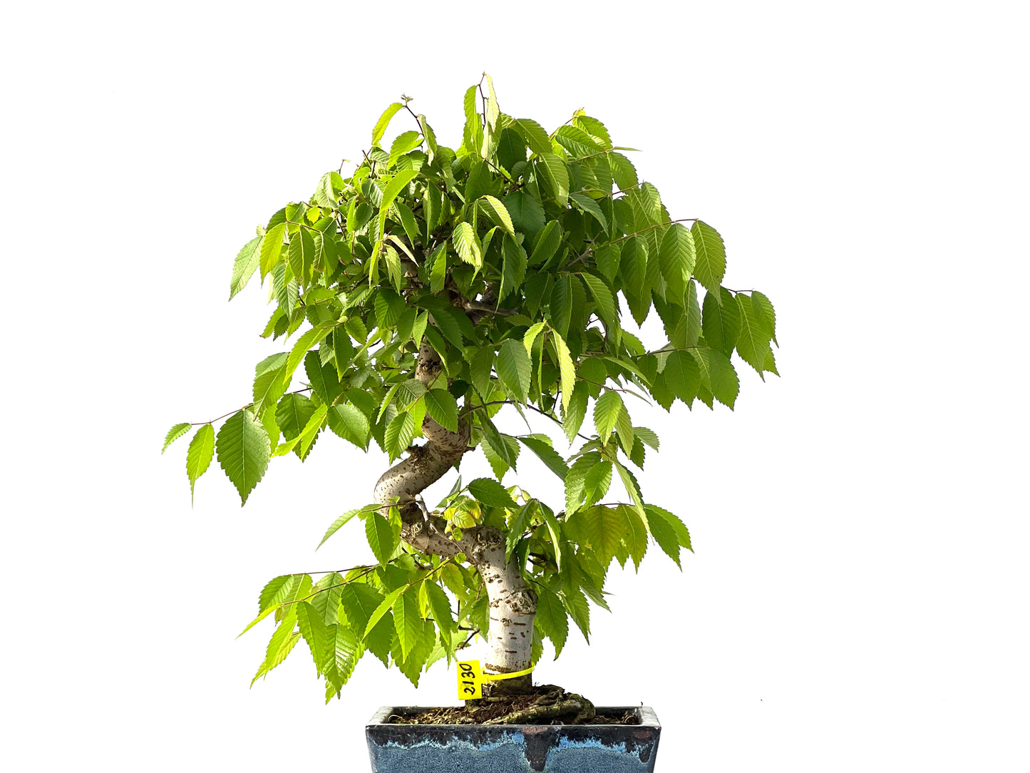 Zelkova Serrata 2130