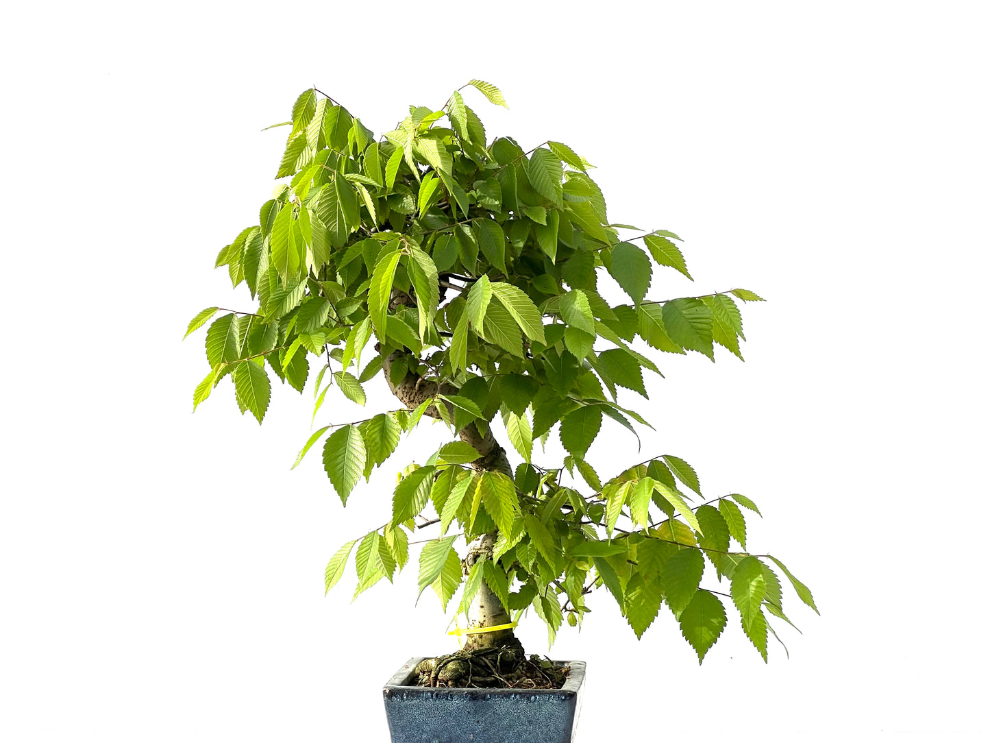 Zelkova Serrata 2130