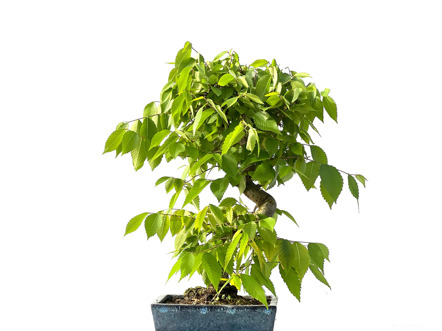 Zelkova Serrata 2130