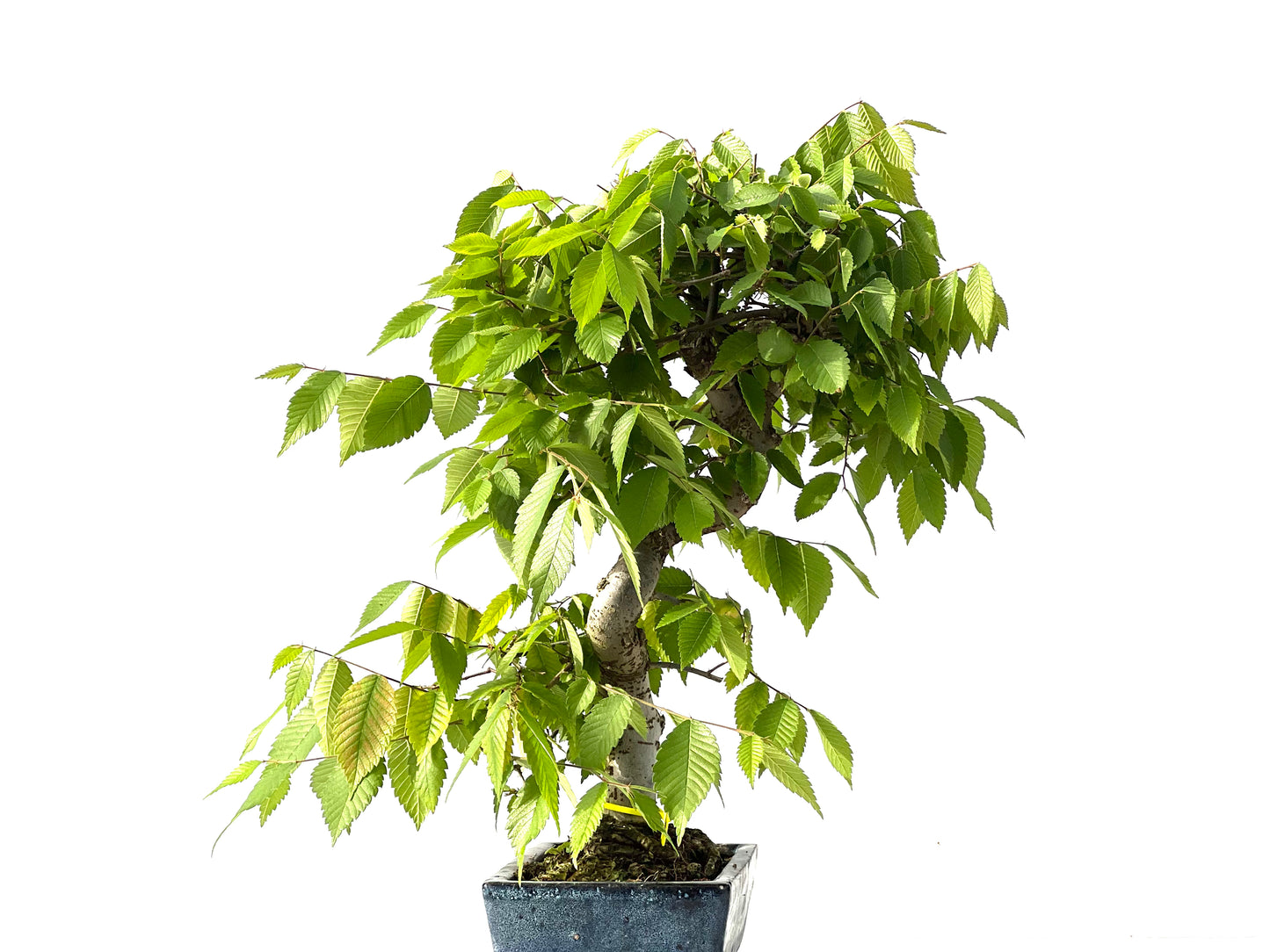 Zelkova Serrata 2130
