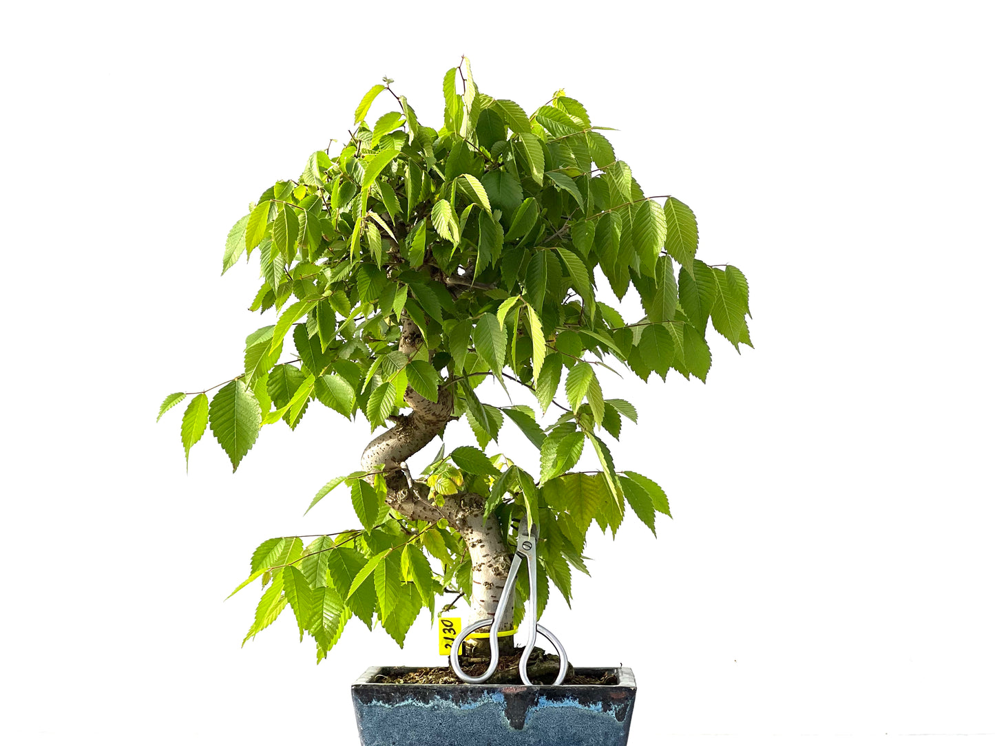 Zelkova Serrata 2130