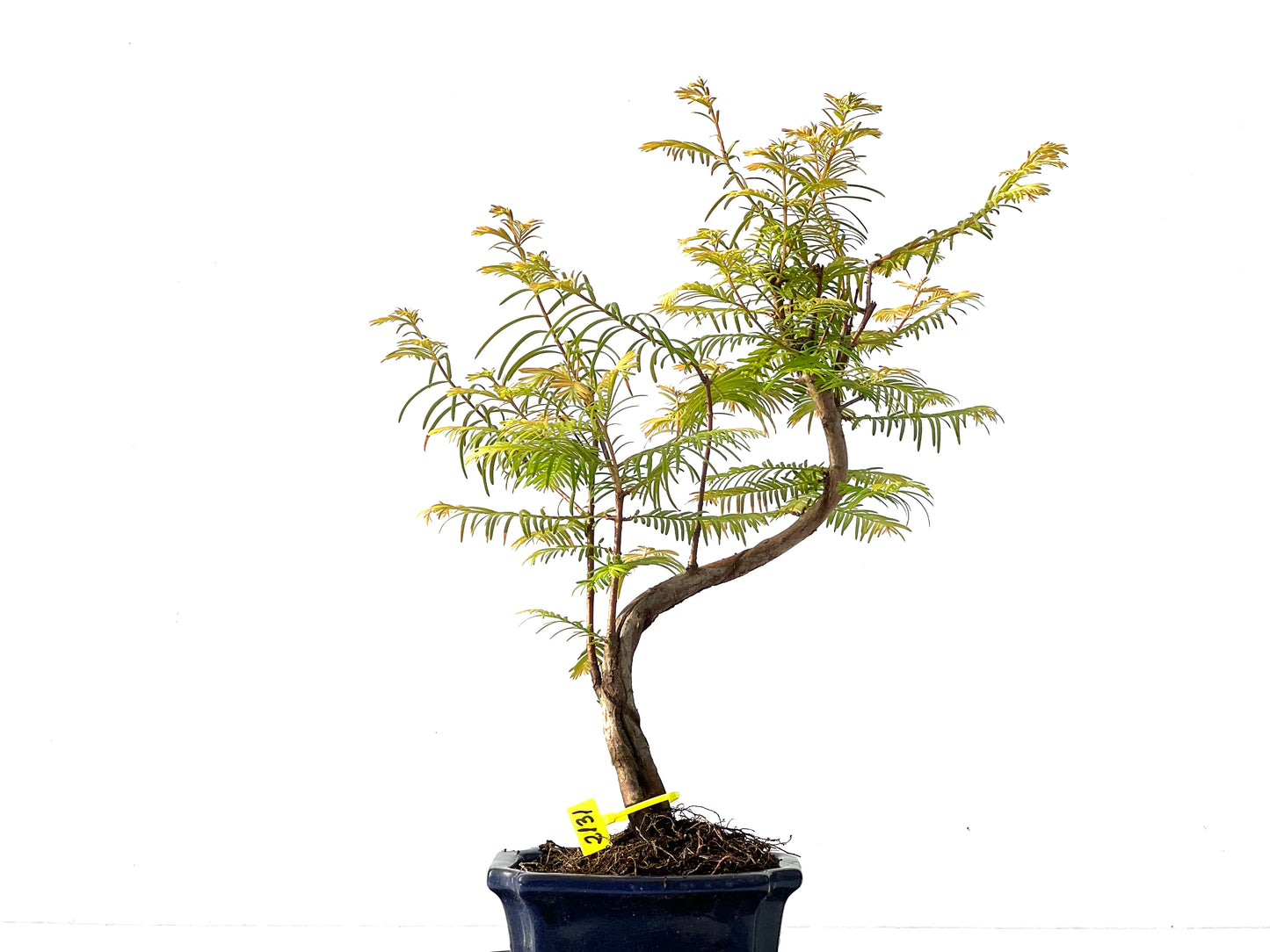 Metasequoia glyptostroboides 2131
