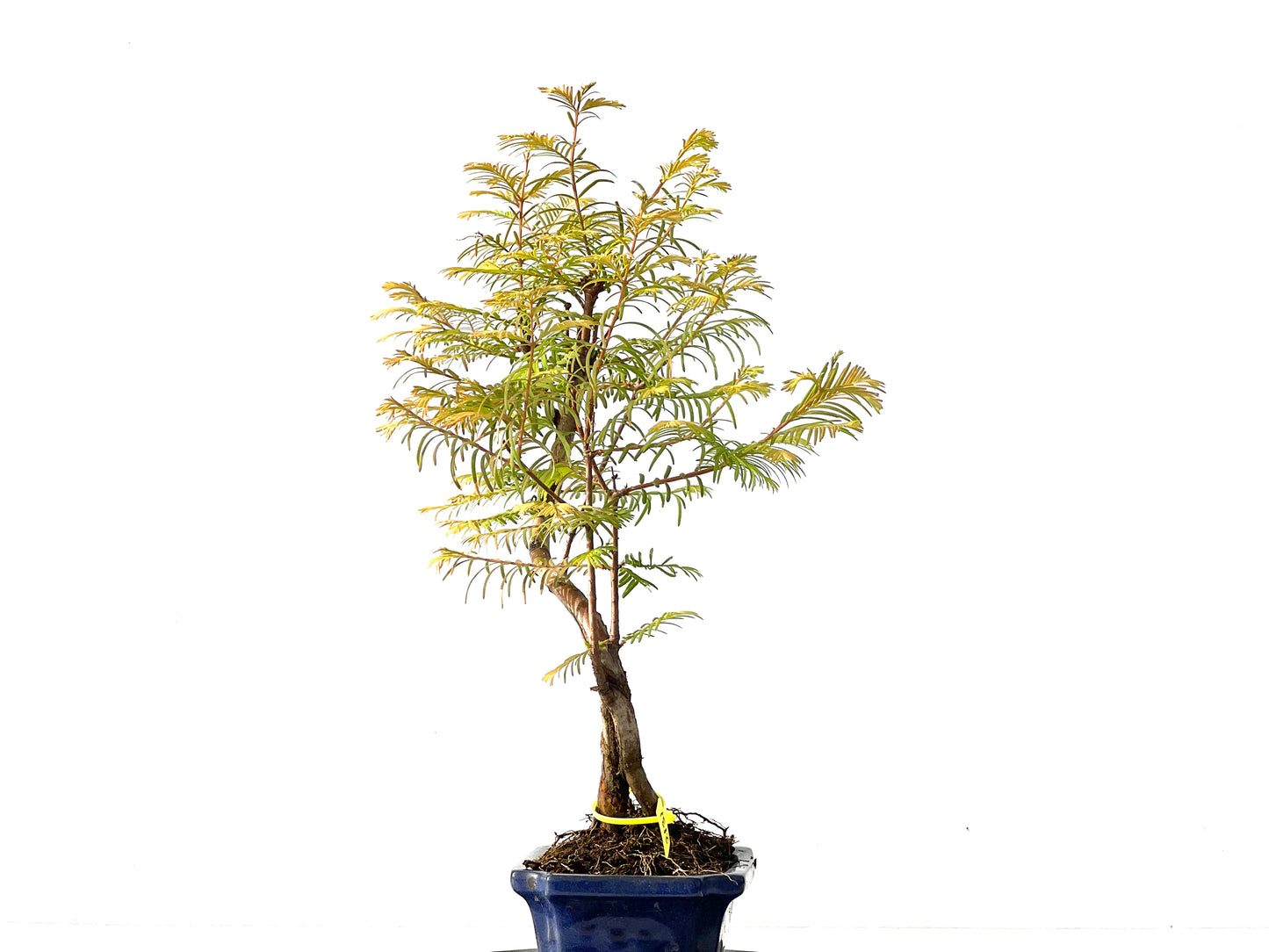 Metasequoia glyptostroboides 2131