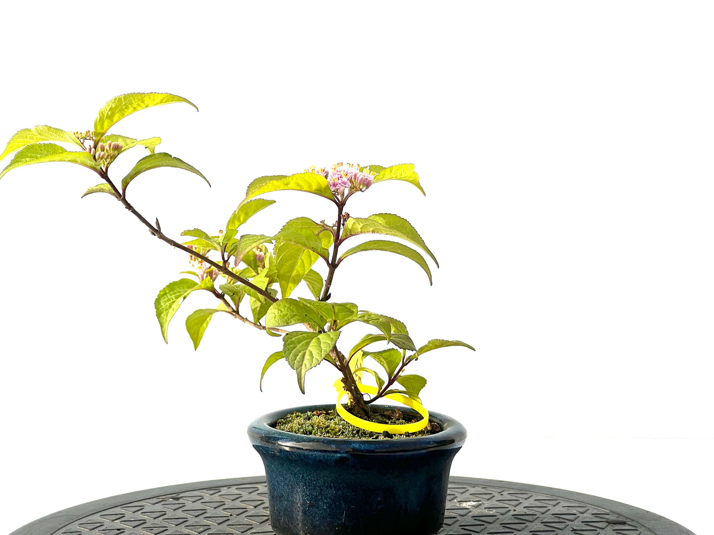 Callicarpa Japonica 2139