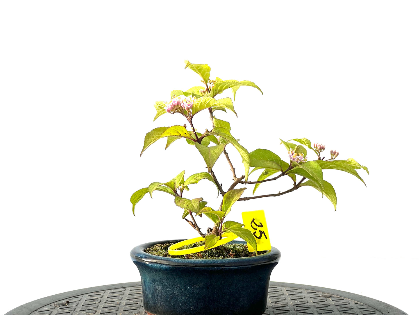 Callicarpa Japonica 2139