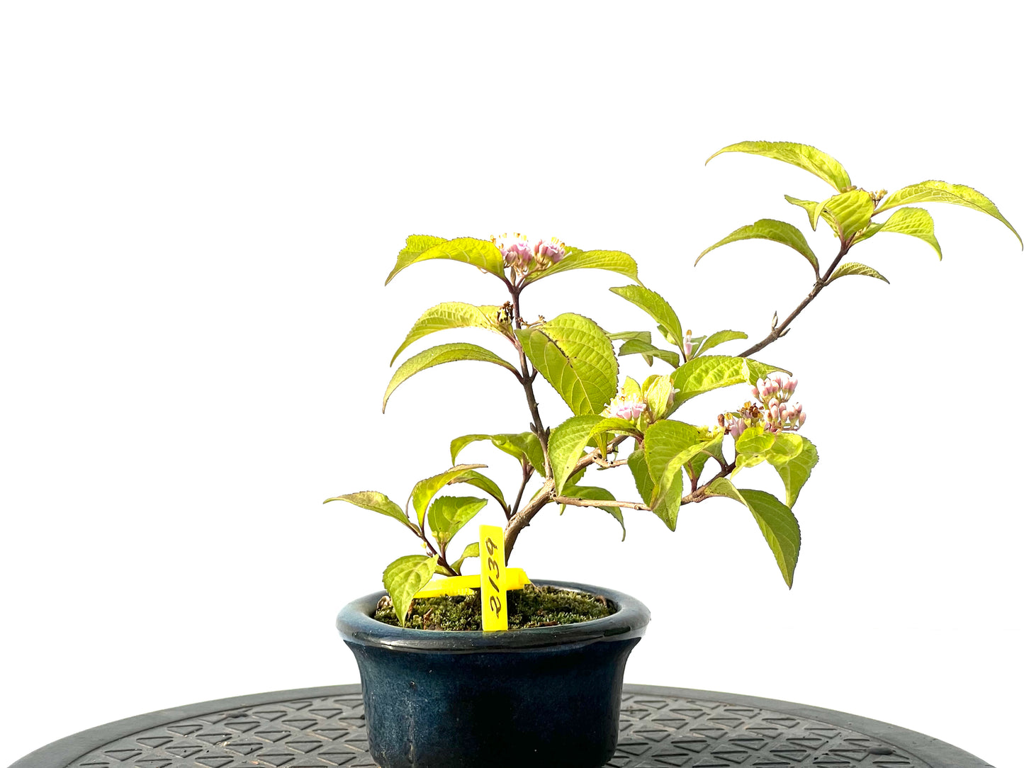 Callicarpa Japonica 2139