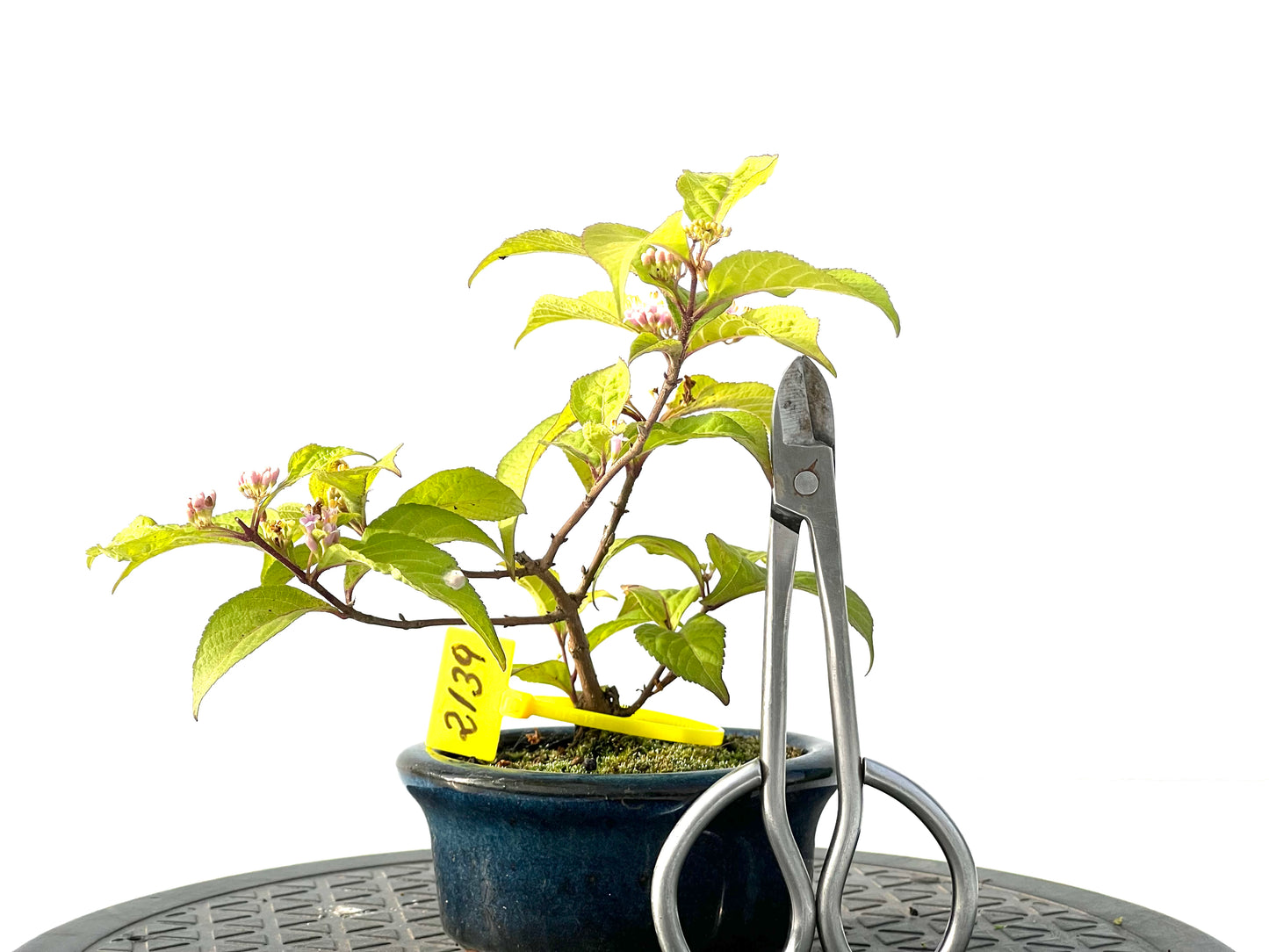 Callicarpa Japonica 2139