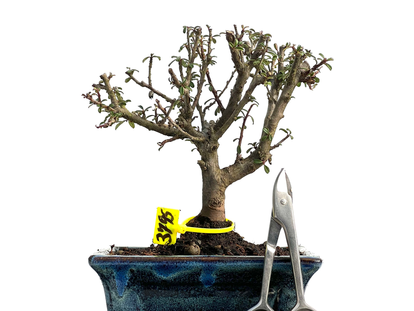 Cotoneaster Microphyllus 3795