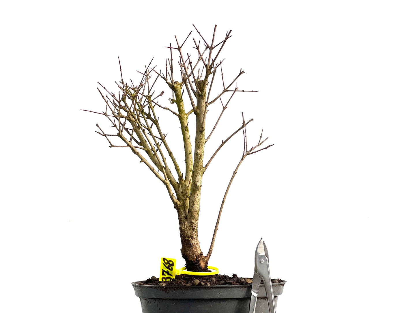 Punica Granatum Nana 3768