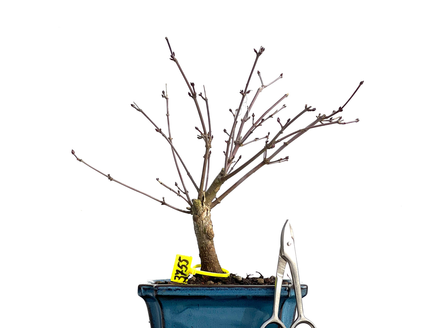 Acer Palmatum Deshojo 3755