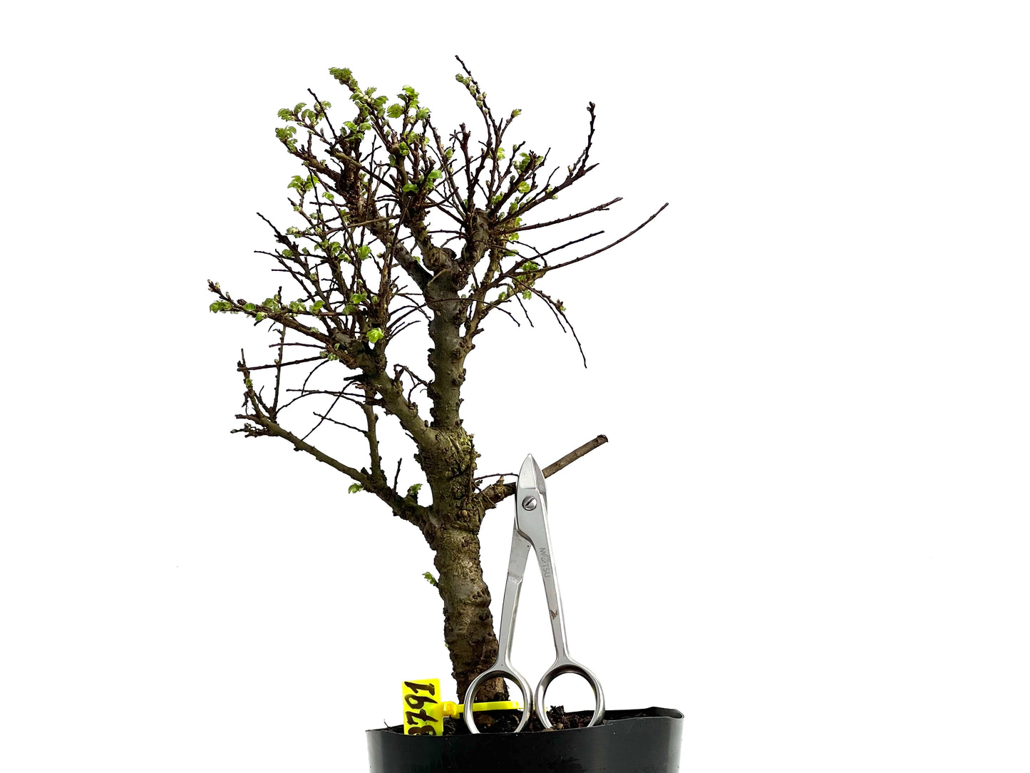 Ulmus Hokkaido 3791