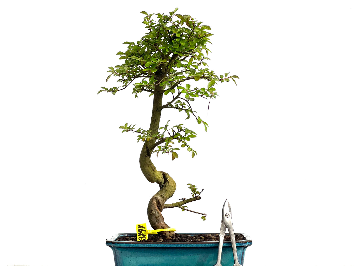 Ulmus Parvifolia 3797