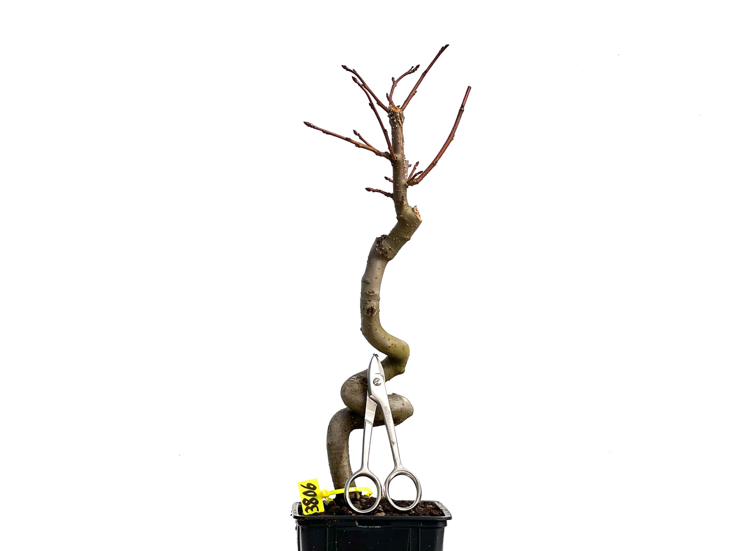 Liquidambar 3806